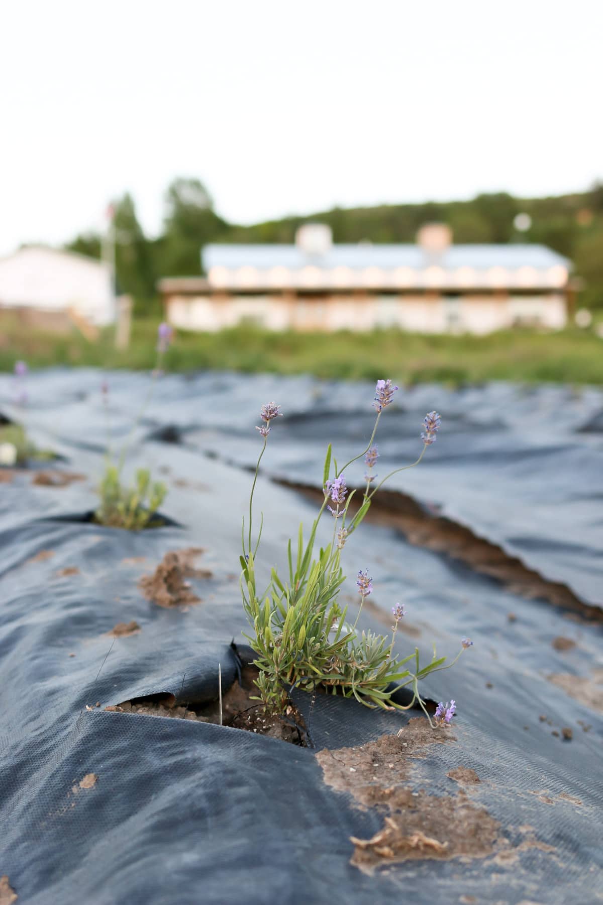The Beginnings of our Lavender Farm